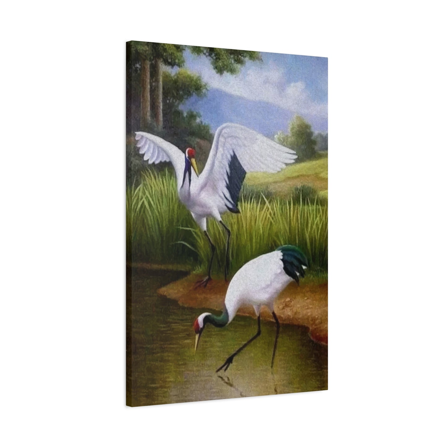 Swan Drinking Water Wall Art & Canvas Prints