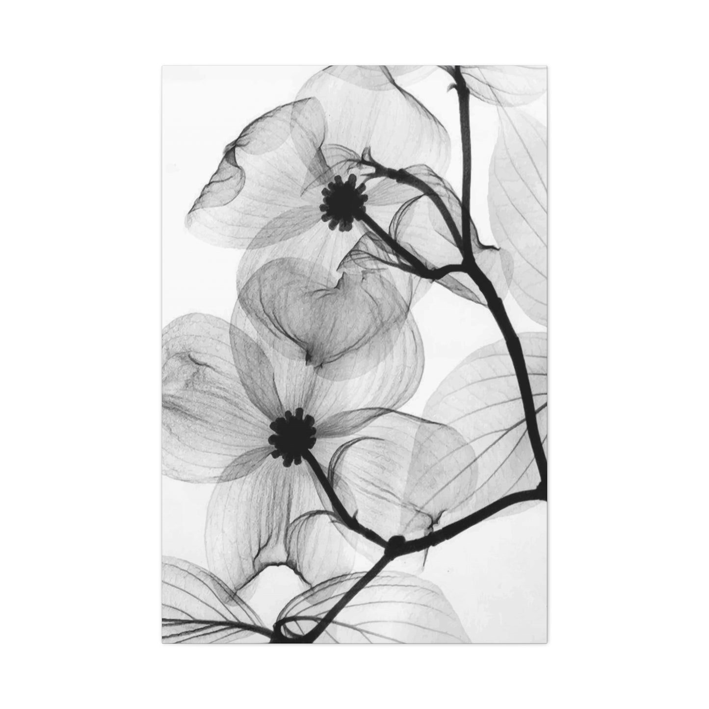 Black & White Flower Wall Art & Canvas Prints