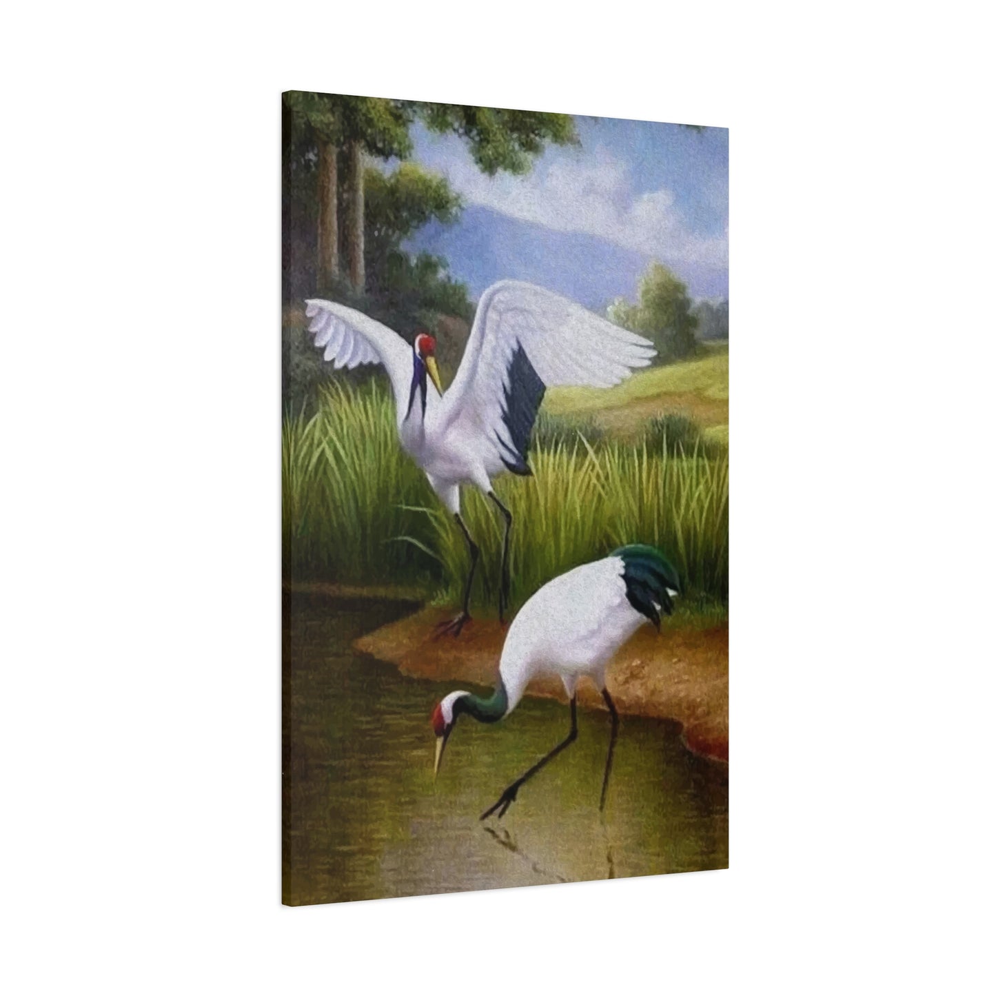 Swan Drinking Water Wall Art & Canvas Prints